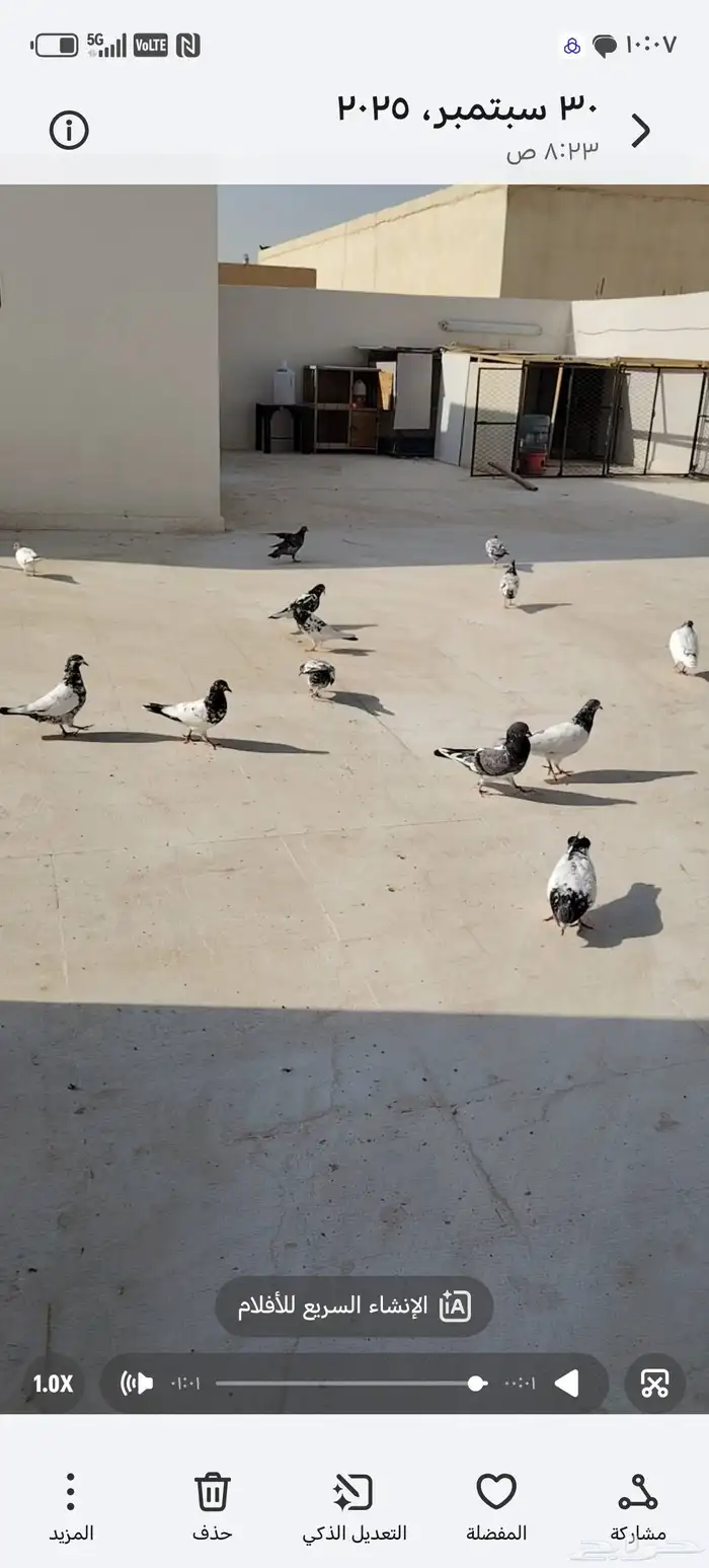 حمام باكستاني 2