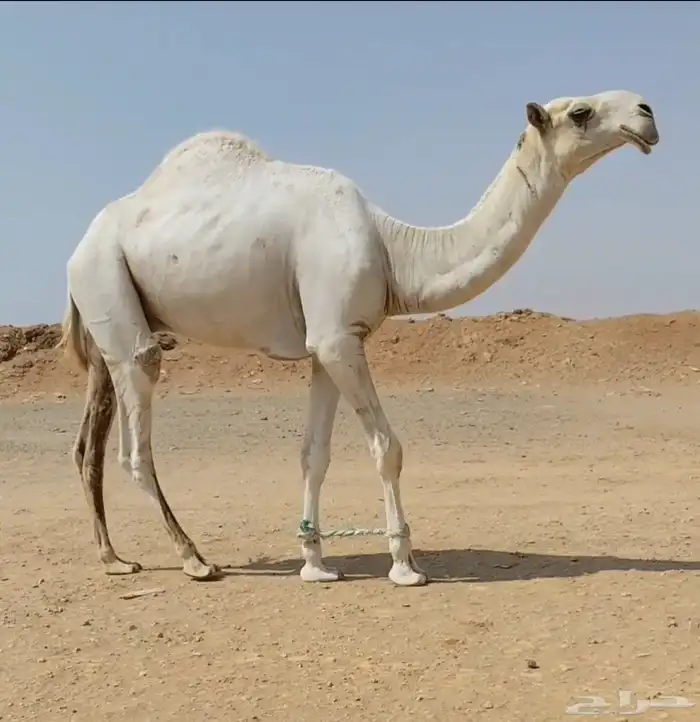 قعود فحل مزاااين 0