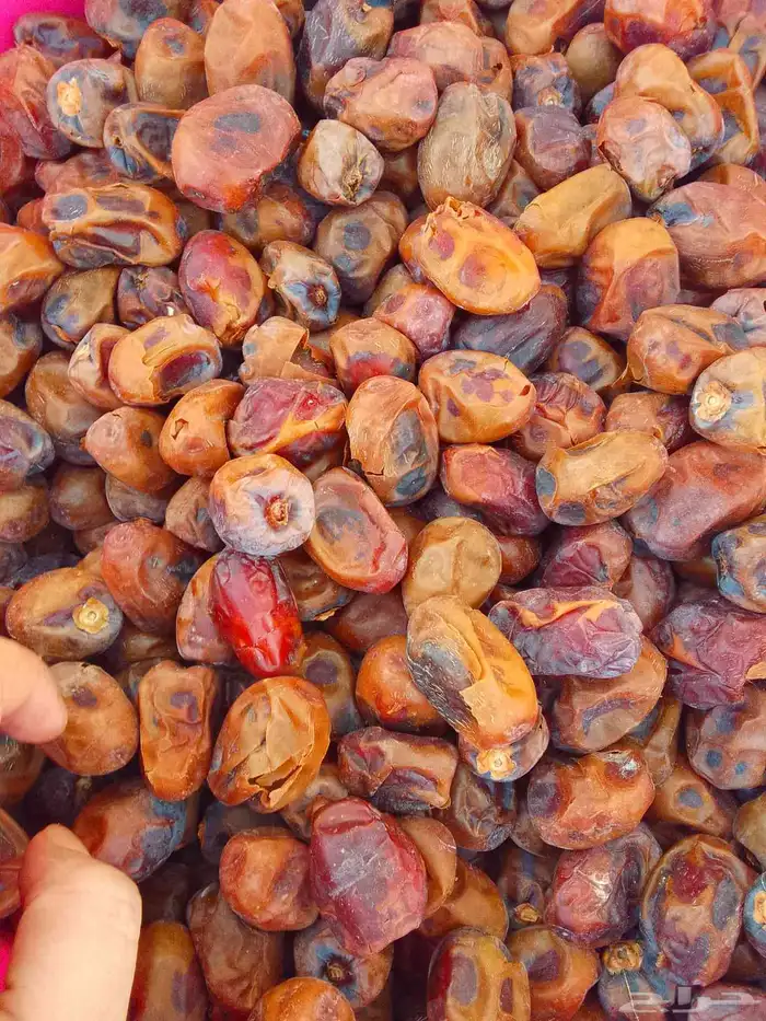 تمور حائل الفاخره 2