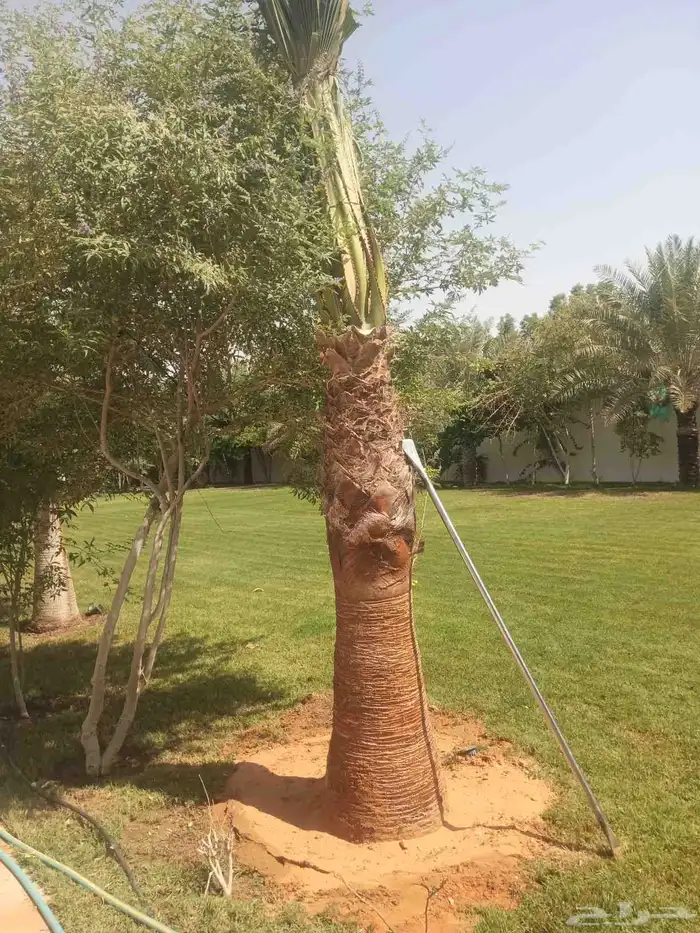 يوجد لادينا نخل عربي جميع لامقاسات ولانواع مت وفره سكري وبرح 4