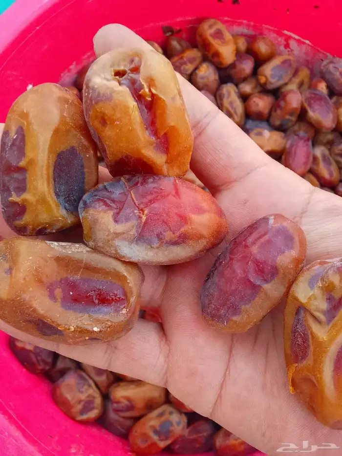 تمور حائل الفاخره 9