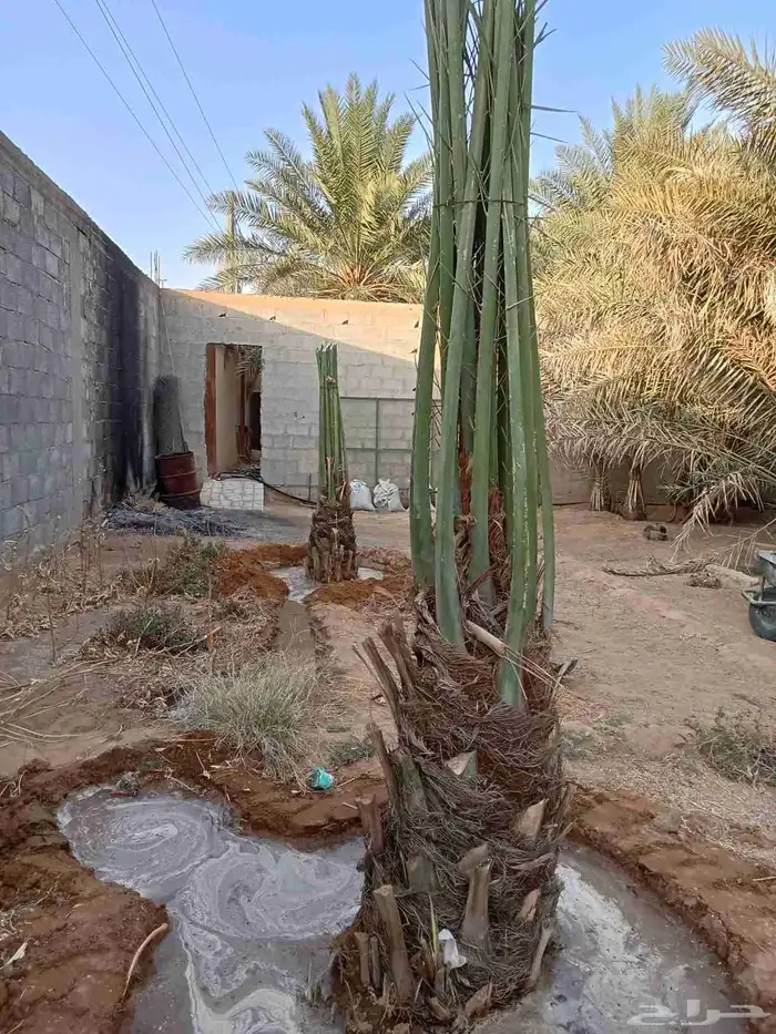 يوجد لديناء جميع انواع النخيل الزينه والعربي وجميع انوع 0