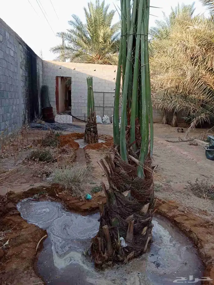 يوجد لديناء جميع انواع النخيل الزينه والعربي وجميع انوع 1