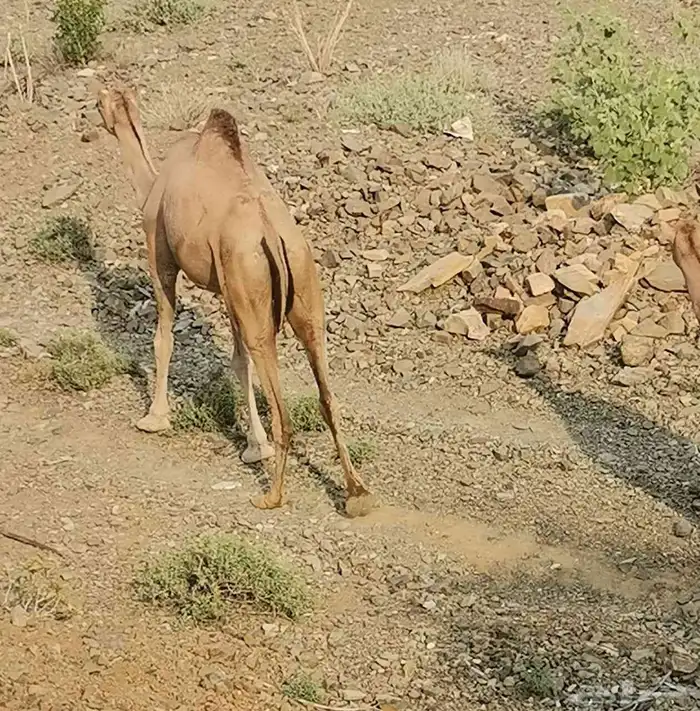 ناقه لقحه جنب سديس 3