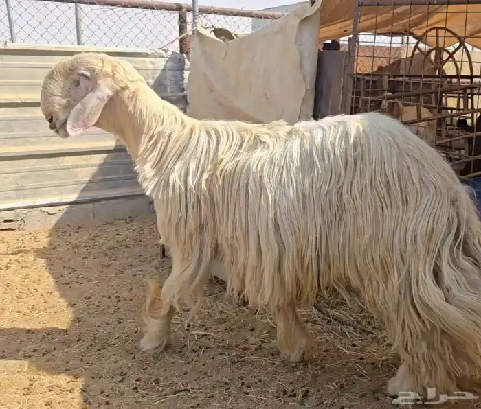 فحل نجدي صنف فاخر 2