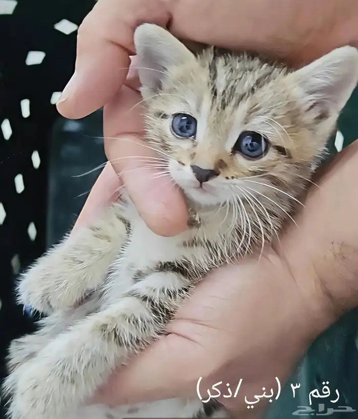 عدد 4 كيتن قطط عمر 40 يوم للبيع 4