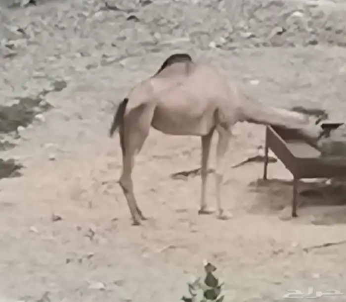 ناقه لقحه جنب سديس 0