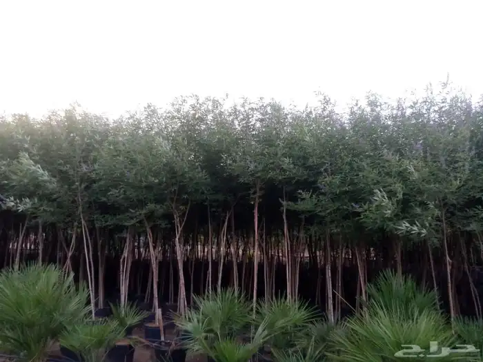 شجر الزيتون شجر السدر 6