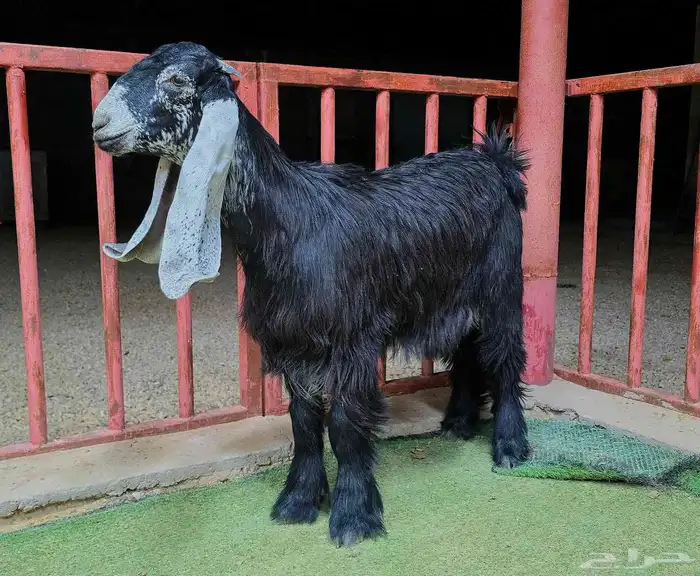 جفار عوارض صنف الصنف 2