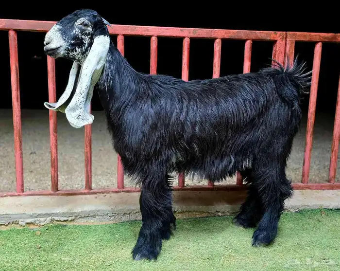جفار عوارض صنف الصنف 6