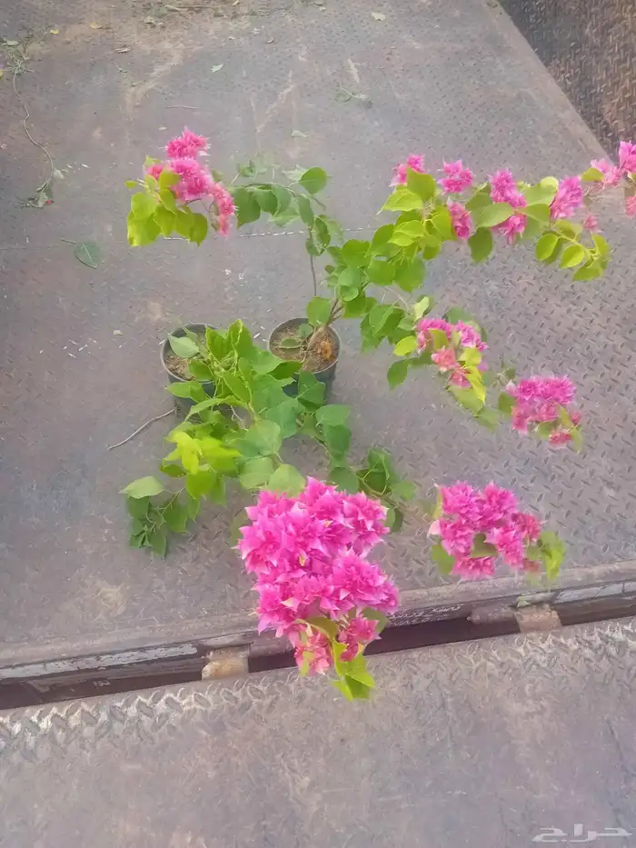 Hassan Qarni Nursery for Bulk Agriculture Plant Pots and Bag 1