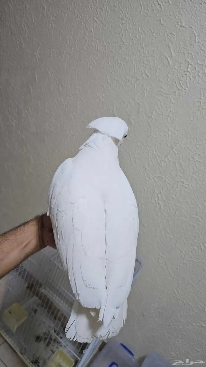 كوكاتو امبريلا هددد تم البيييع 1
