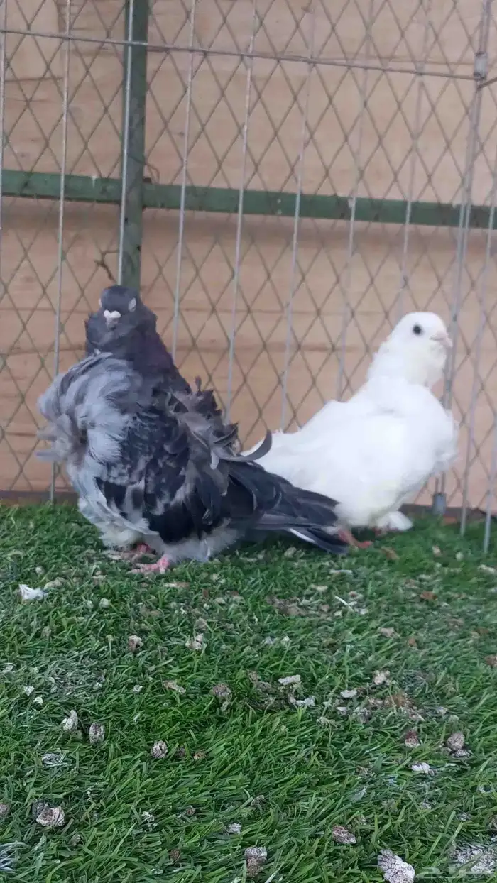 حمام كشكشي 3