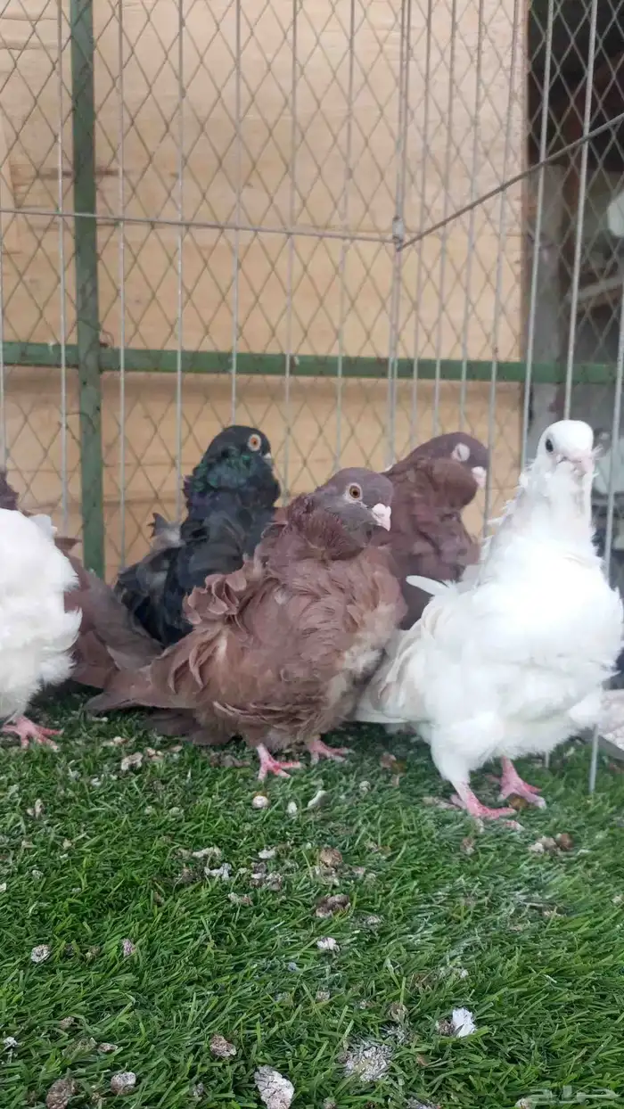 حمام كشكشي 5