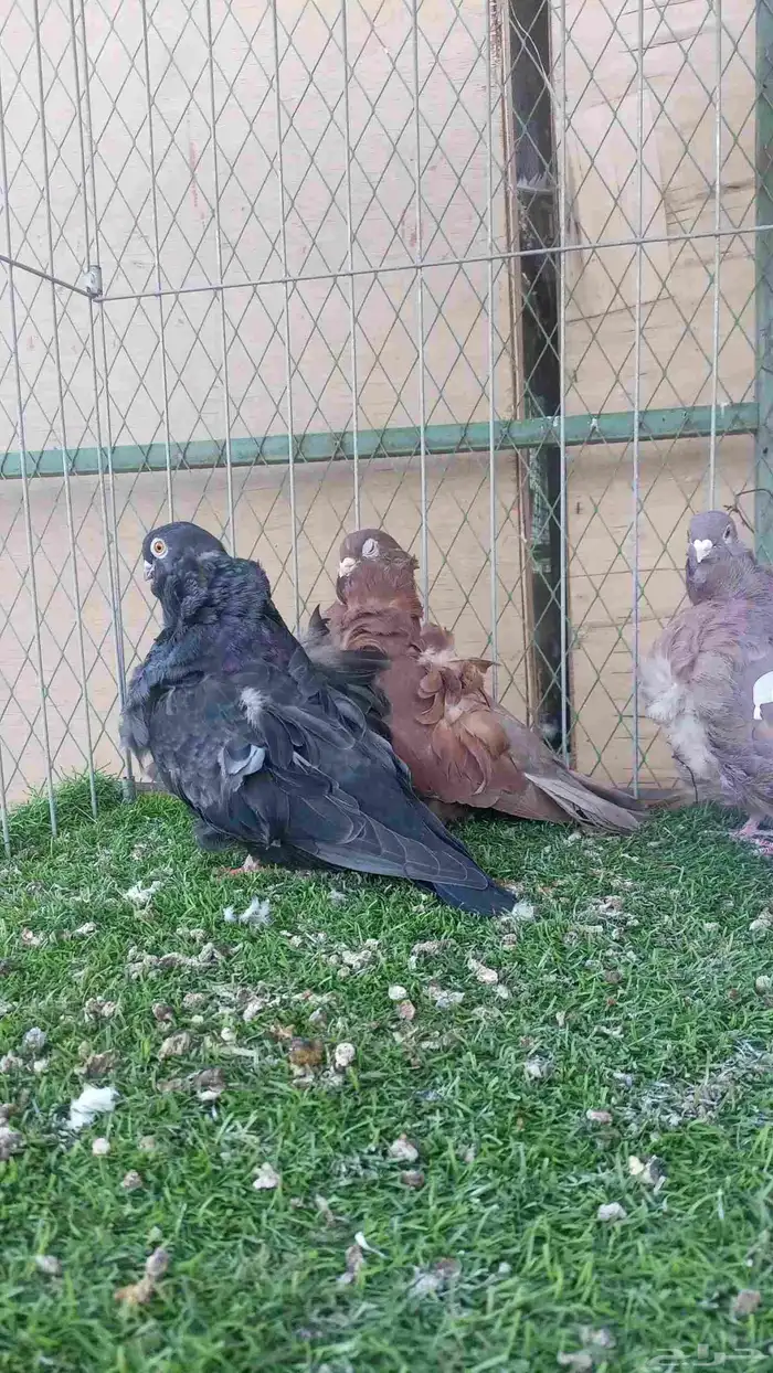 حمام كشكشي 1