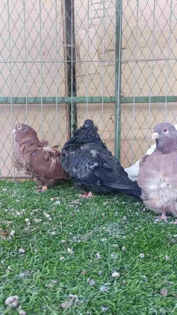 حمام كشكشي 6