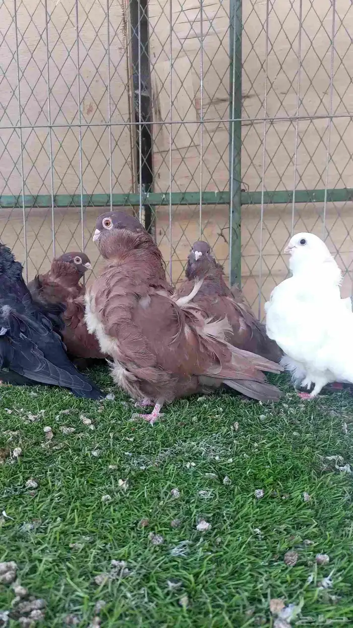 حمام كشكشي 2