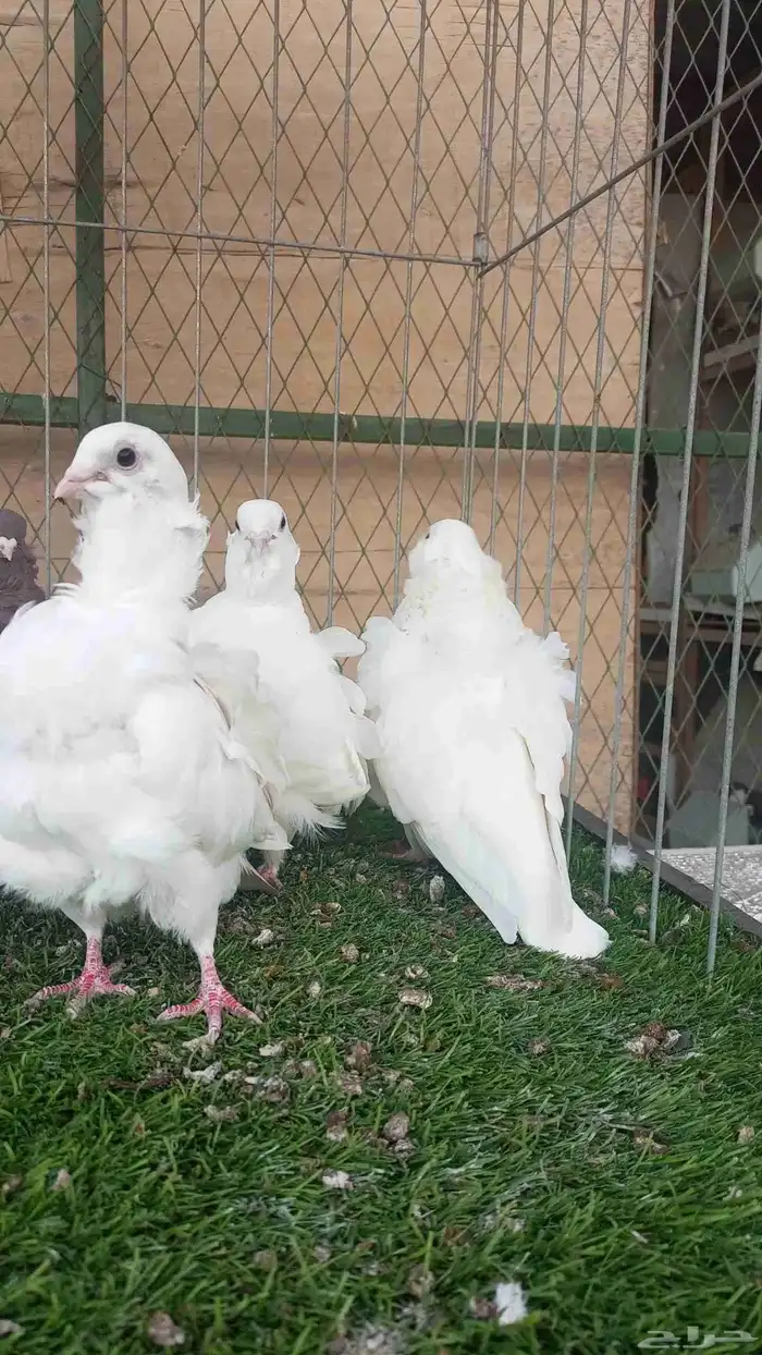 حمام كشكشي 4