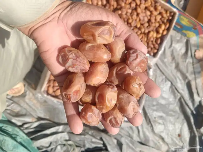 يتوفر لدينا نخل وتمر خلاص 0