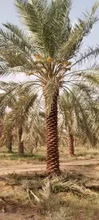 نخل عربي وواشنطن 4