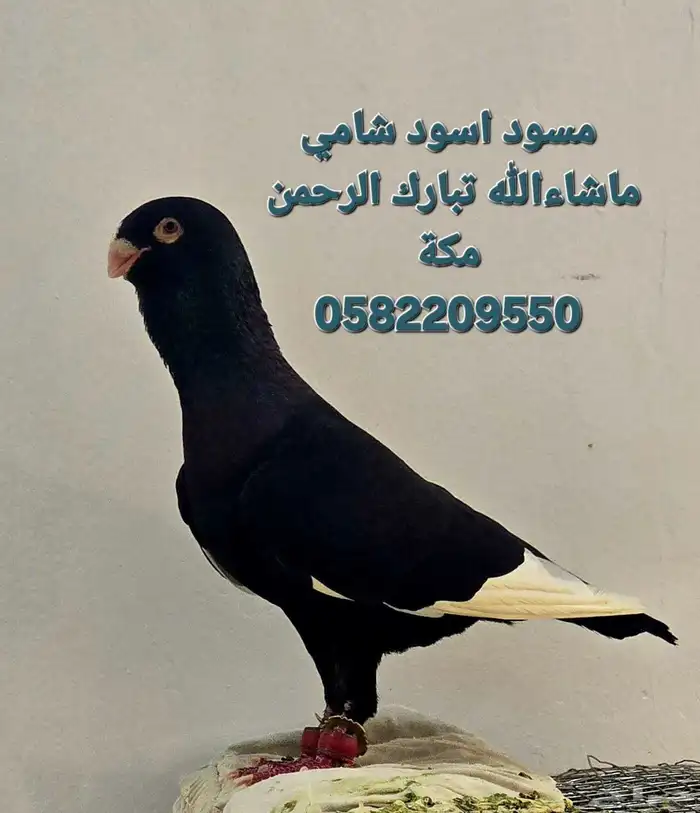 حمام شامي للبيع 0