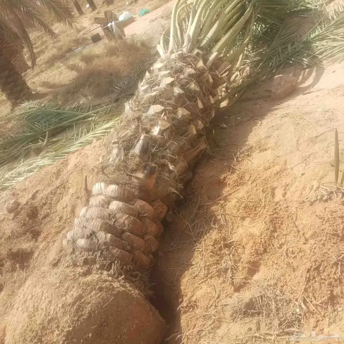 يوجد لادينا نخل عربي جميع لامقاسات ولانواع مت وفره سكري وبرح 1