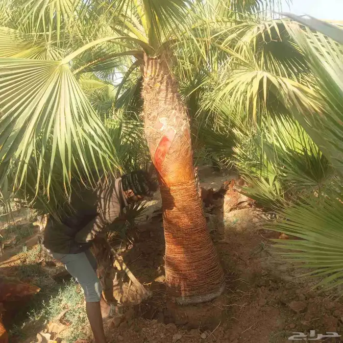 يوجد لادينا نخل عربي جميع لامقاسات ولانواع مت وفره سكري وبرح 5