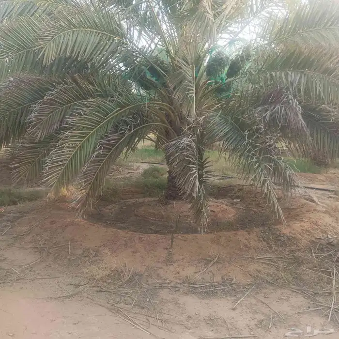 يوجد لادينا نخل عربي جميع لامقاسات ولانواع مت وفره سكري وبرح 6