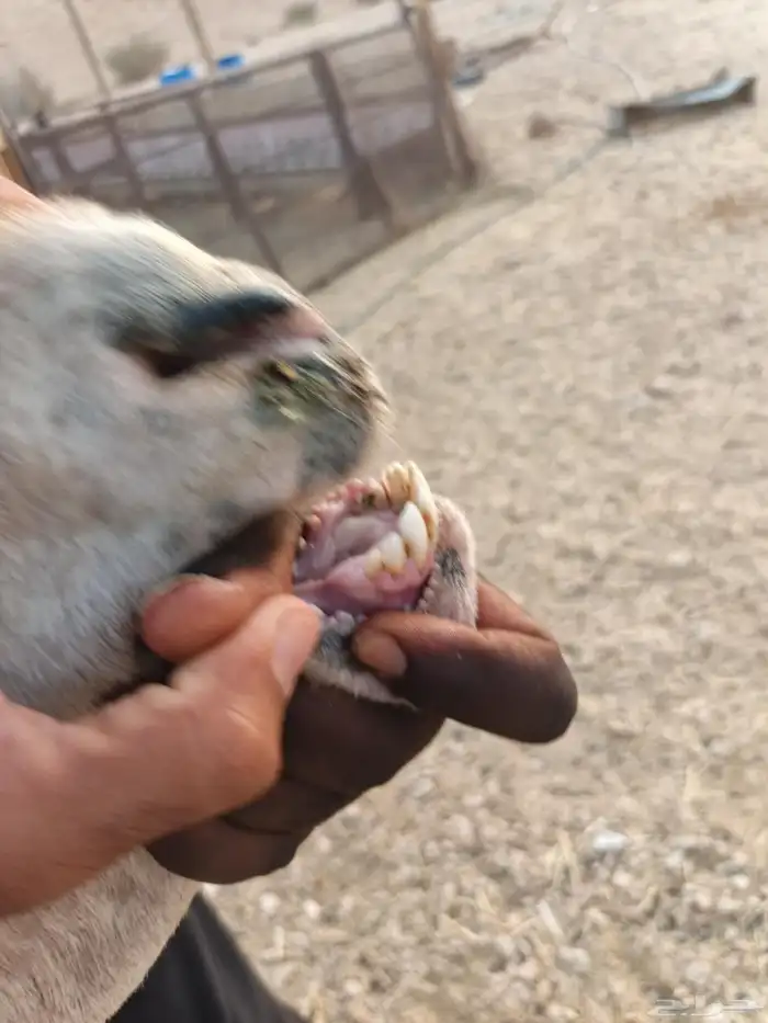 شاة نجديه متبع 2