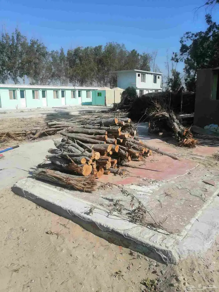 حطب متوفر بكميات 1