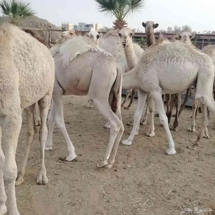 حشو بلدي فواخر 6