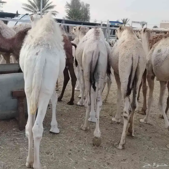 حشو بلدي فواخر 1