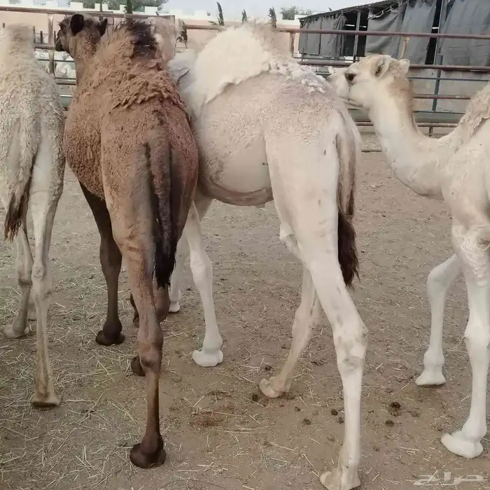 حشو بلدي فواخر 5