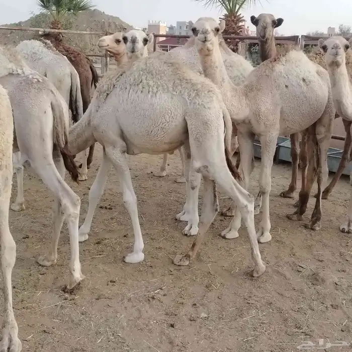 حشو بلدي فواخر 11