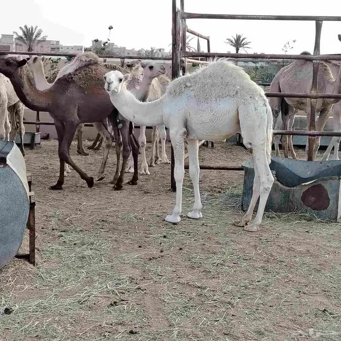 حشو بلدي فواخر 7