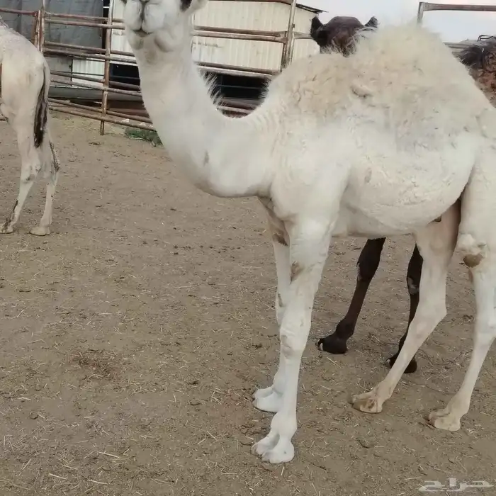 حشو بلدي فواخر 9