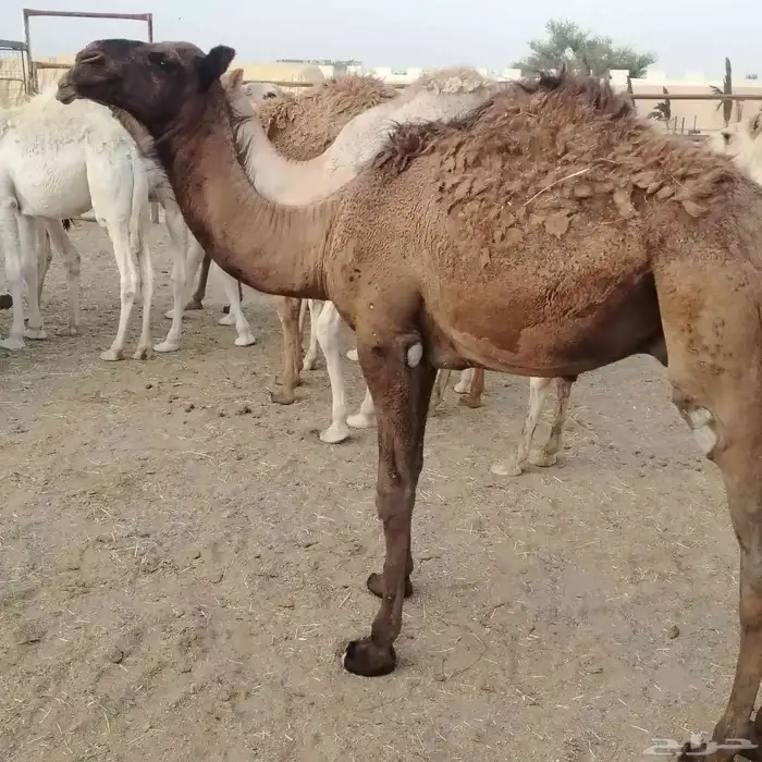حشو بلدي فواخر 0