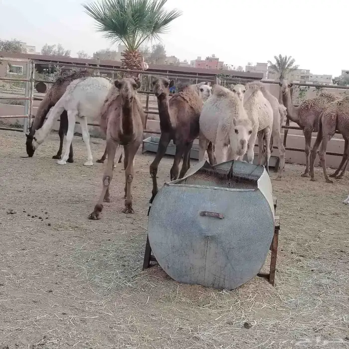 حشو بلدي فواخر 12
