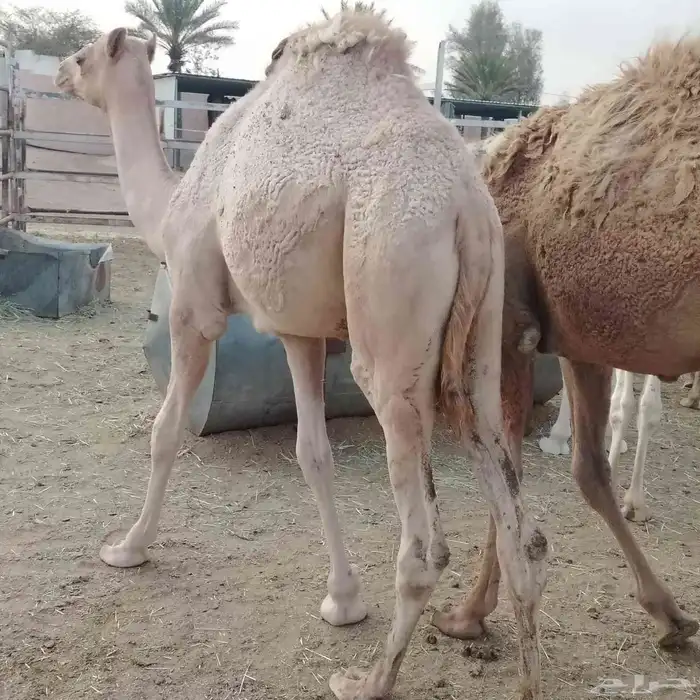 حشو بلدي فواخر 2