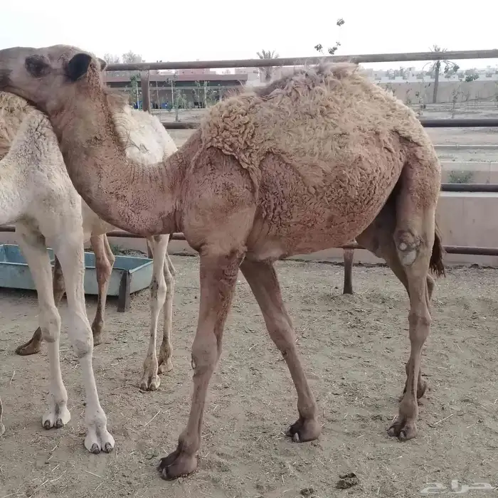 حشو بلدي فواخر 8