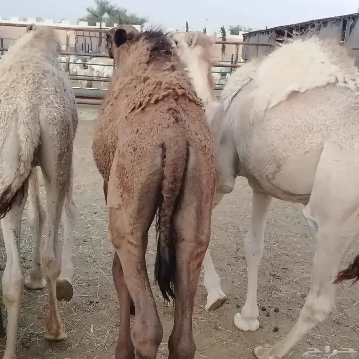 حشو بلدي فواخر 4