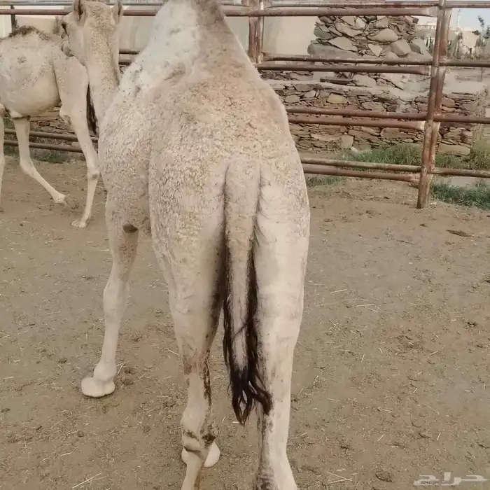 حشو بلدي فواخر 3