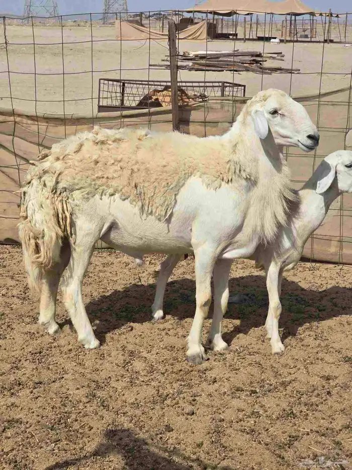 فحل 2