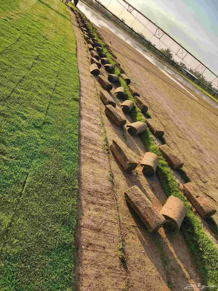 ثيل طبيعي امريكي 2