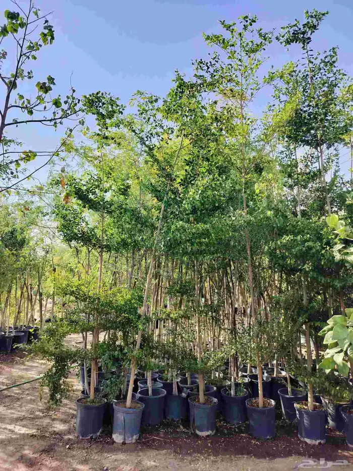 يوجد لدينا جميع انواع الشجاربسعر المناسب 0