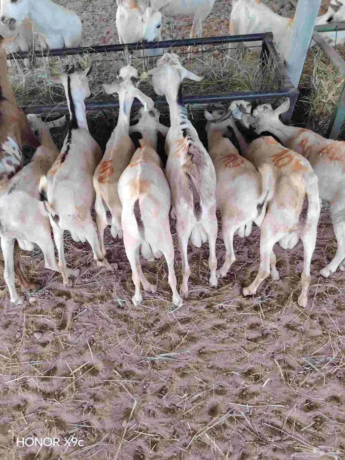 تيوس صوماليات متوفر بشبوك الباحه 480 2