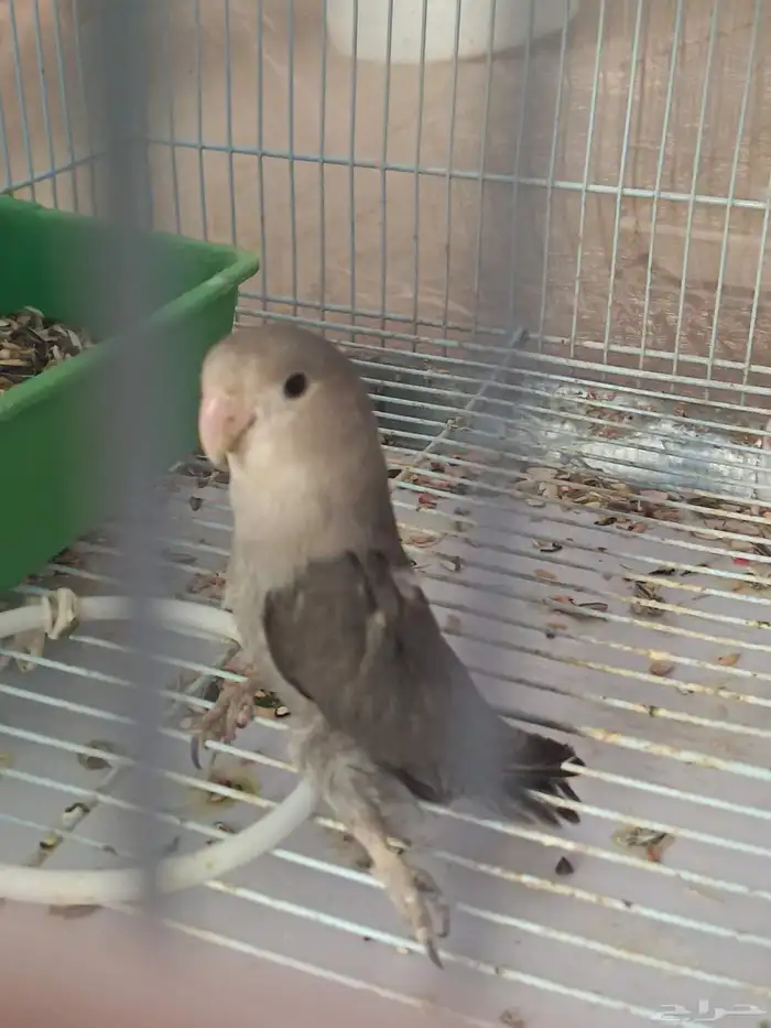جوز روز 4