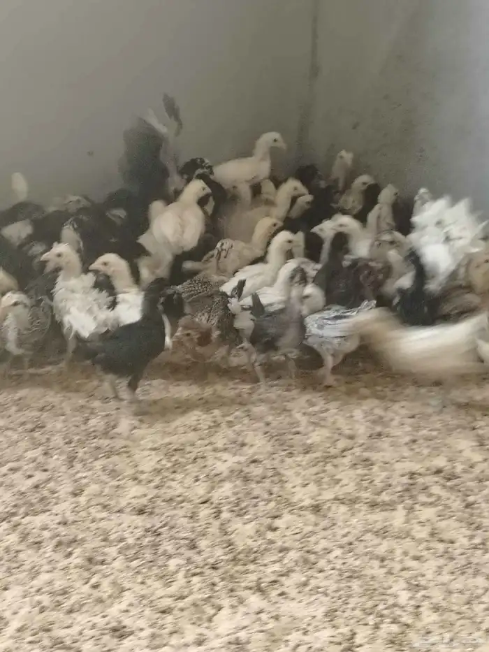 للبيع صوص بلدي 3