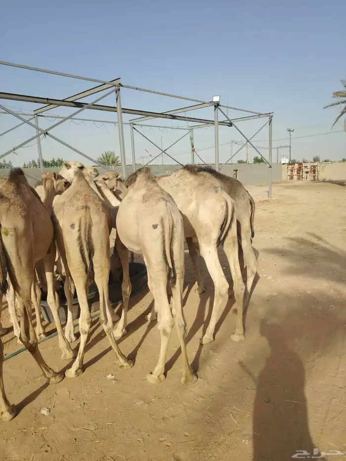 قعدان صوماليه متميزه 0
