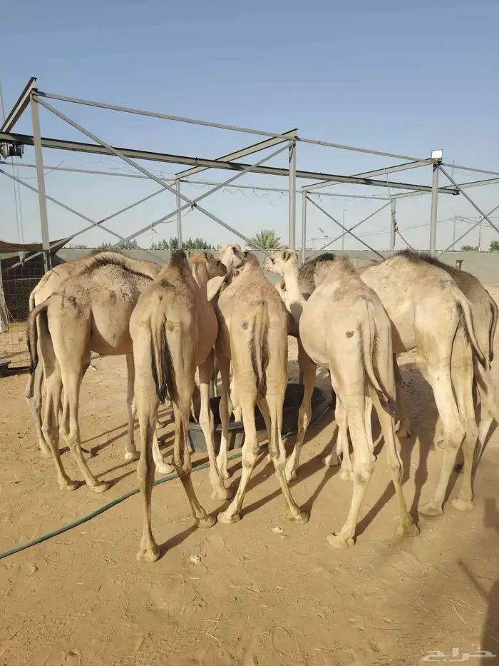 قعدان صوماليه متميزه 4